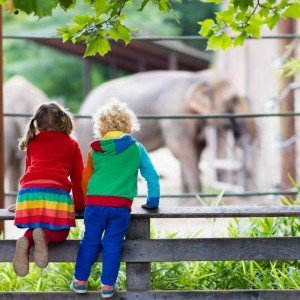 動物園のゾウを見る子ども