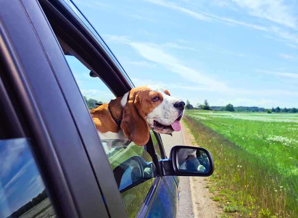 車の窓を開けて顔を出す犬